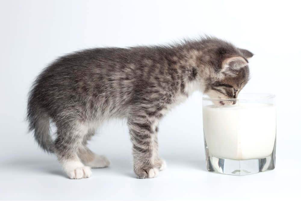 Uma imagem cativante que captura a inocência de um gatinho bebendo leite em um copo.