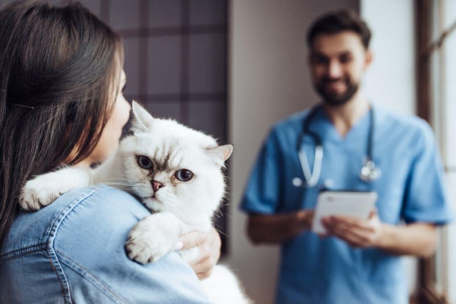 Mulher segurando gato durante um check-up veterinário