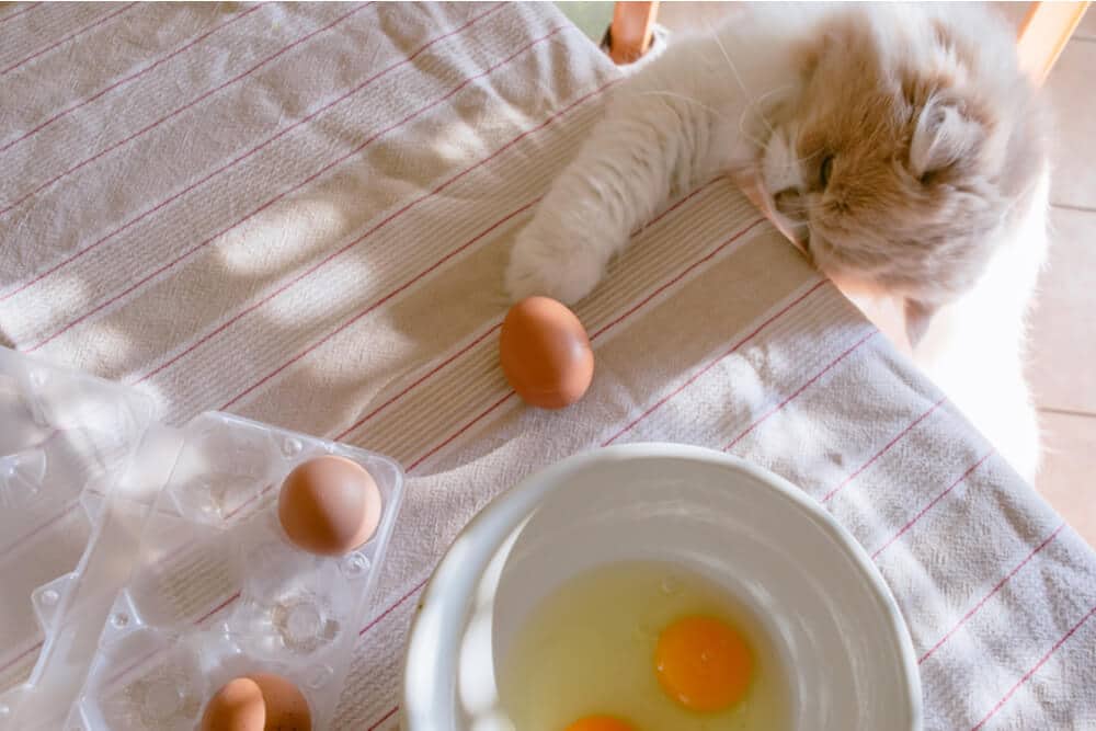 Imagem que mostra um gato explorando curiosamente os ovos sobre uma mesa, com um ovo aberto em um prato