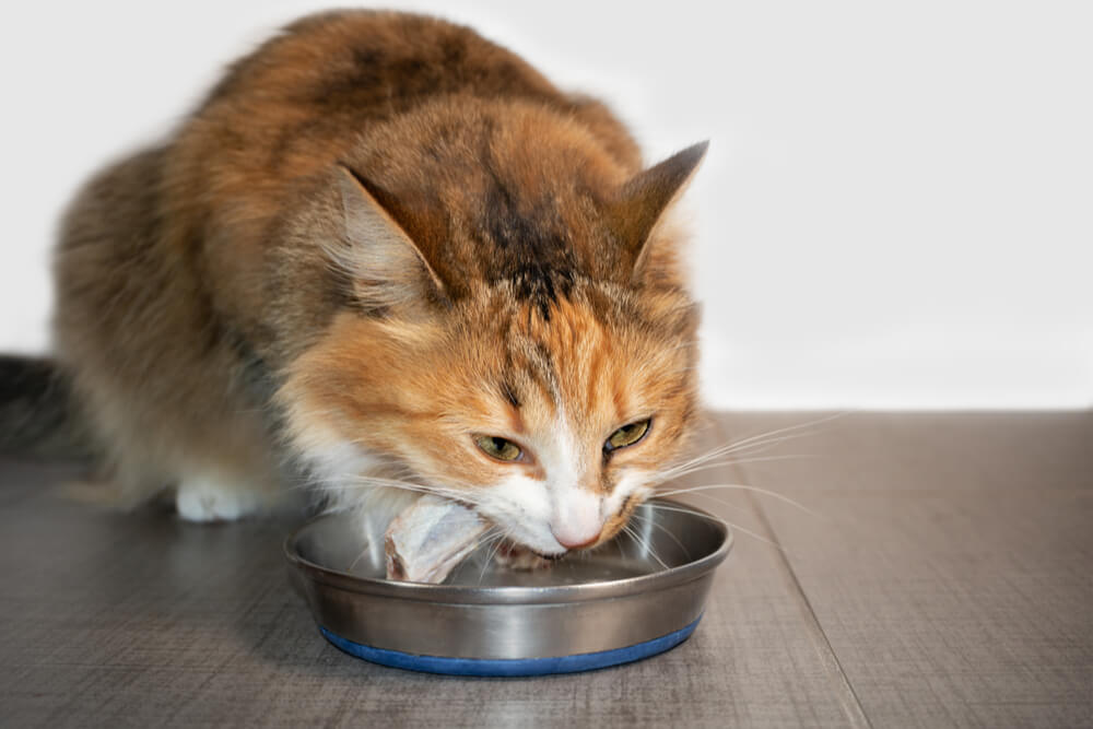 Os gatos podem comer osso de frango cru