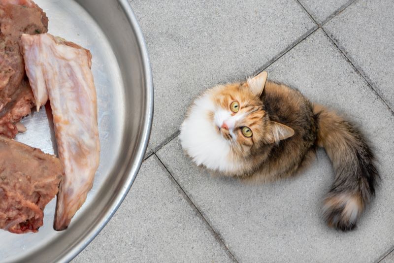 Os gatos podem comer frango cru?