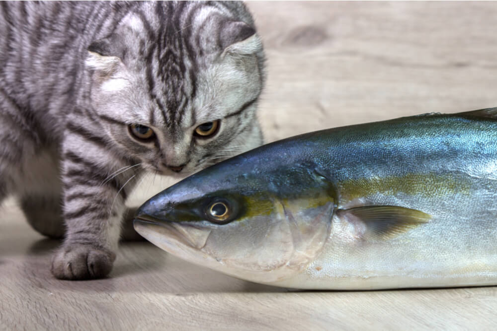 Explorando a questão de saber se os gatos podem comer atum, com foco nas considerações dietéticas dos felinos.