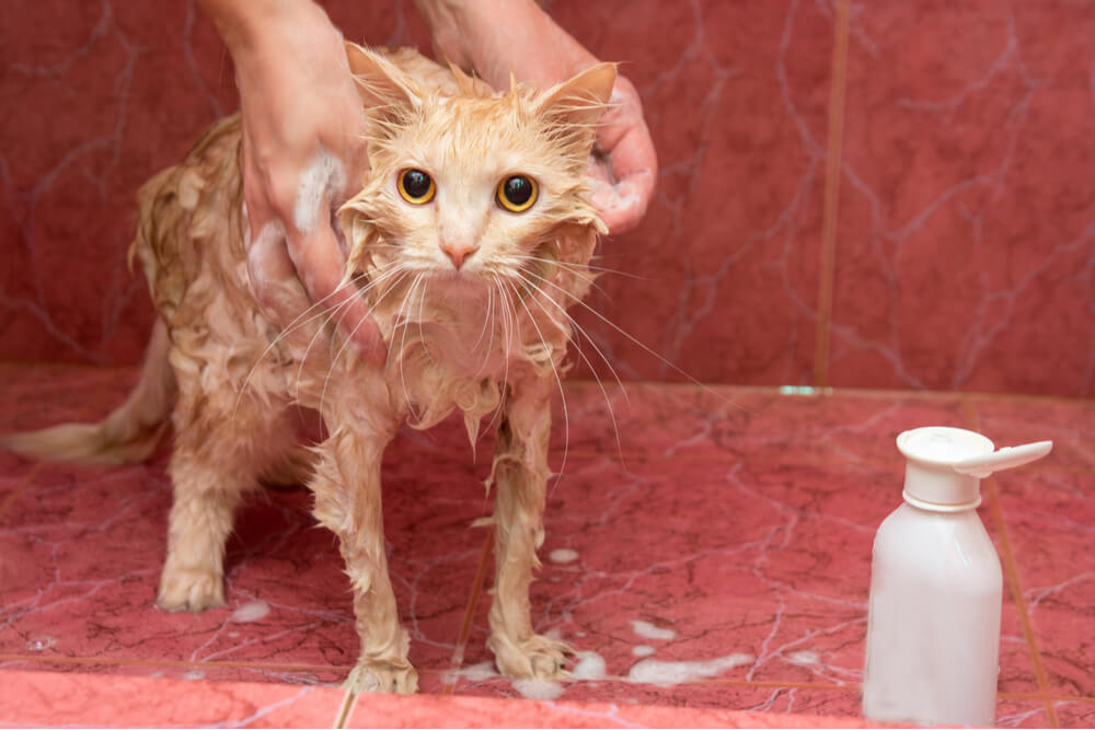 Gato sendo banhado