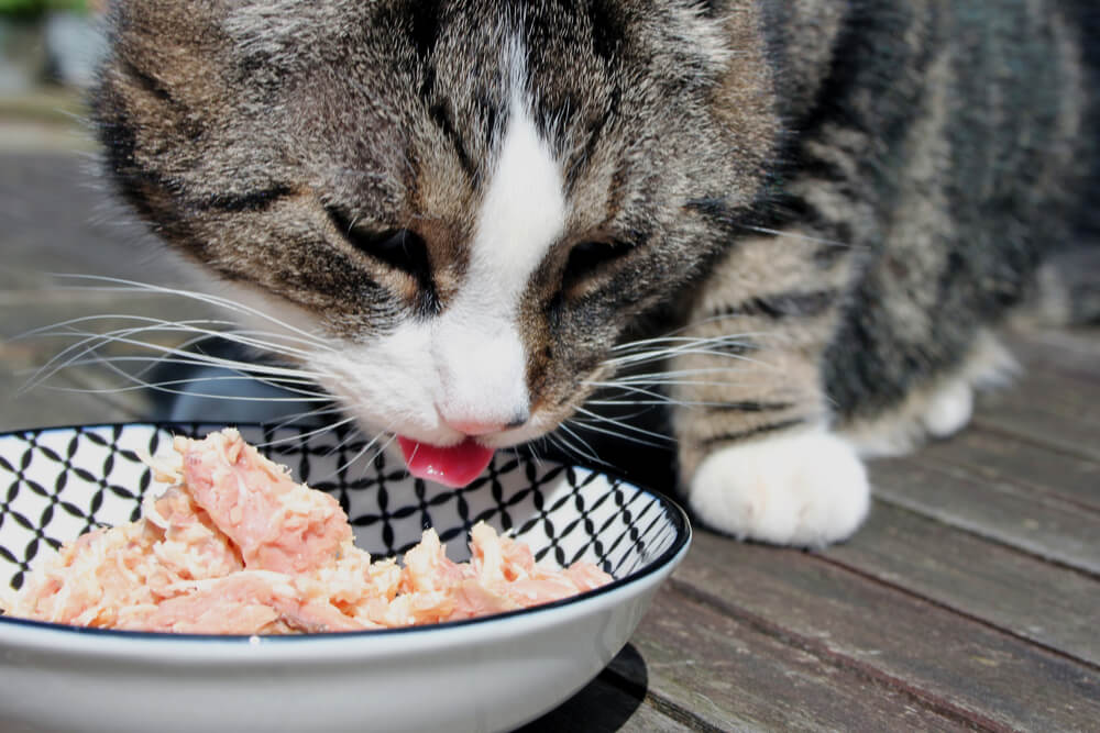 Imagem cativante de um gato saboreando uma guloseima de atum.