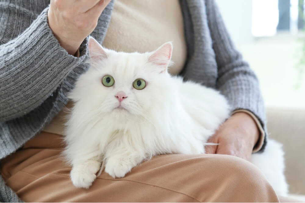 Sintomas de vermes em gatos