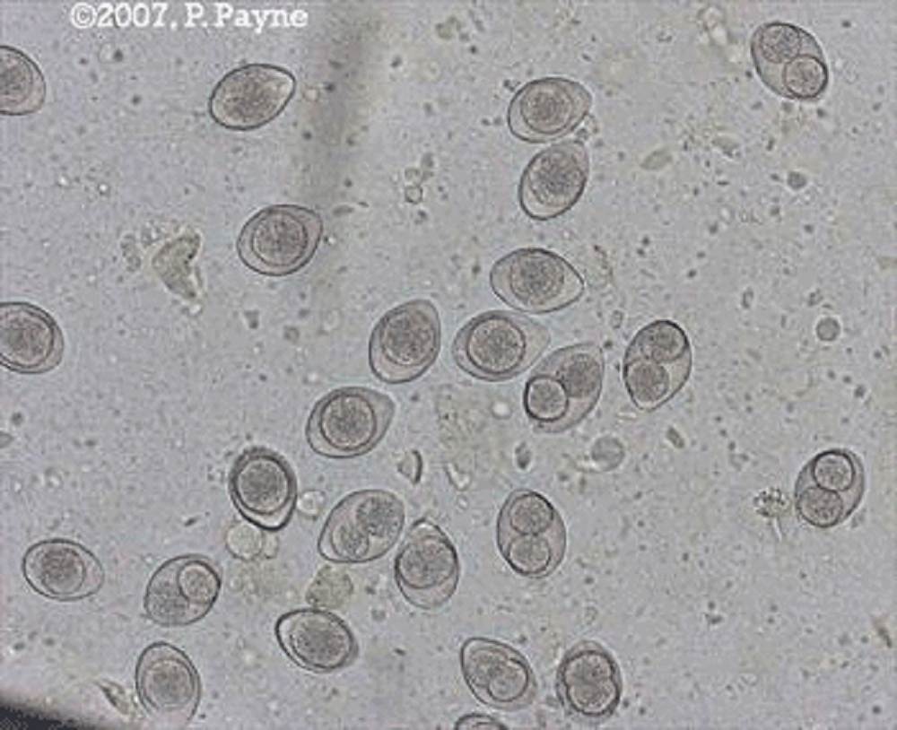 Coccidia