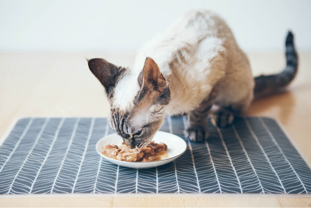 Devon Rex comendo atum