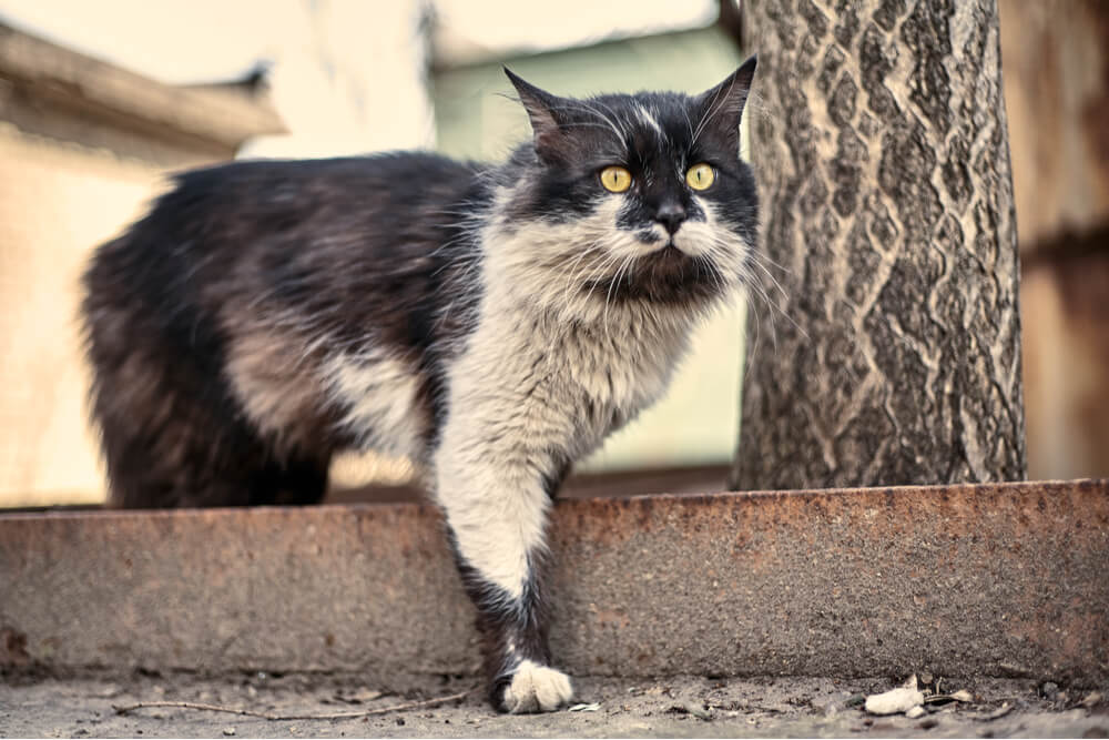 Como dar banho em um gato Razões para dar banho em um gato