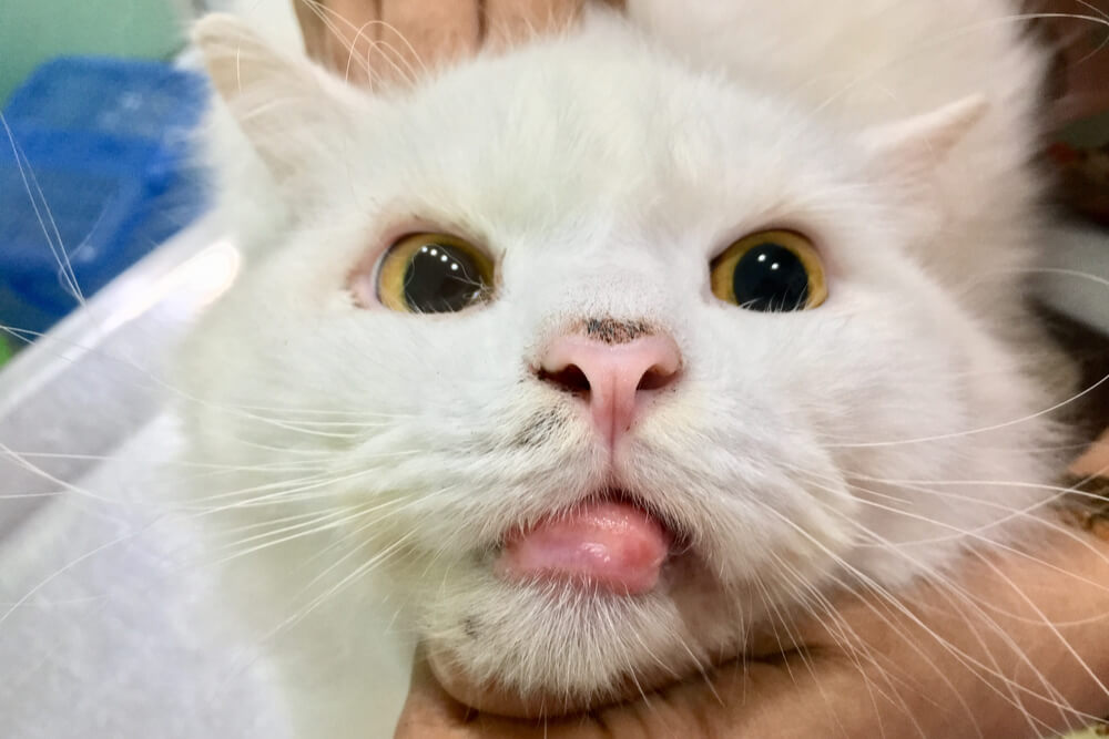 Foto de exemplo de granuloma eosinofílico em gatos