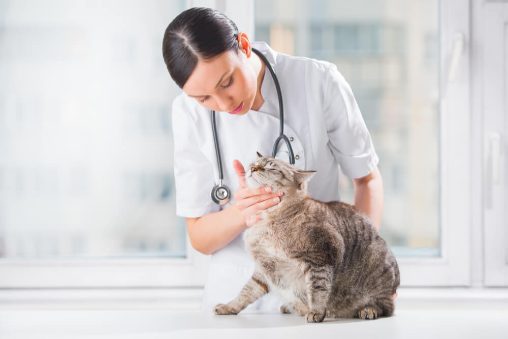 Complexo Granuloma Eosinofílico no Tratamento de Gatos