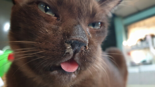 Imagem representando a abreviatura FCV, representando o Calicivírus Felino em gatos.