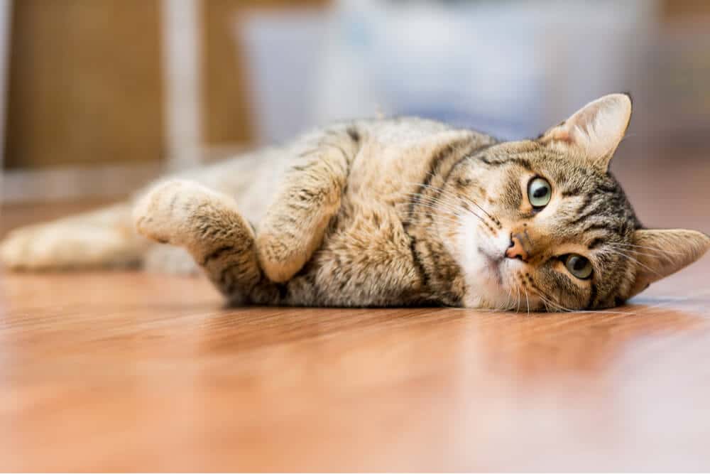 Sintomas de ancilostomídeos em gatos