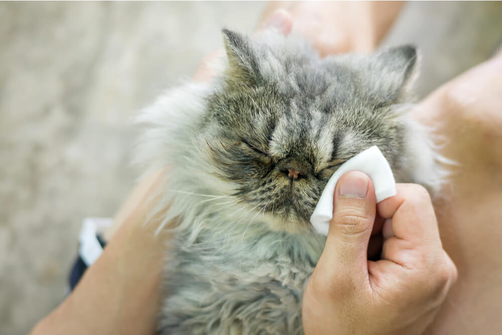 Como dar banho nos olhos e orelhas de um gato