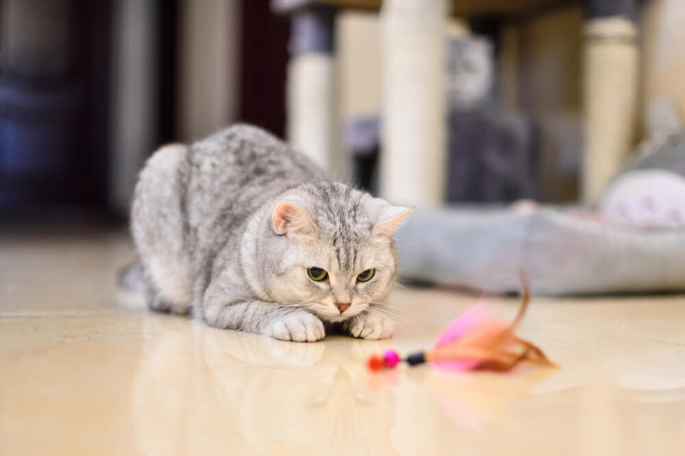 Supervisionar um gato com epilepsia, com um dono atento monitorando de perto o bem-estar e as convulsões do gato, demonstrando cuidado dedicado.