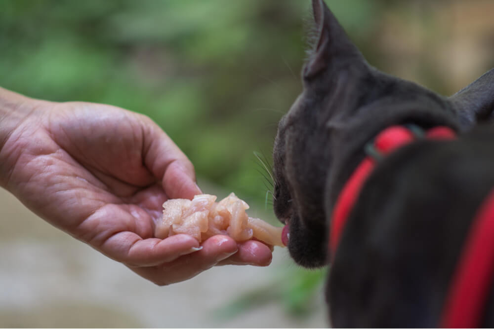 Imagem de advertência que descreve os riscos associados ao consumo de frango cru por gatos, destacando possíveis riscos e preocupações à saúde.