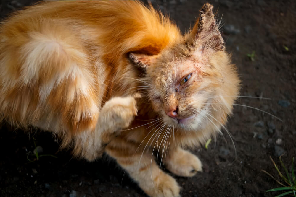 Sintomas de sarna em gatos