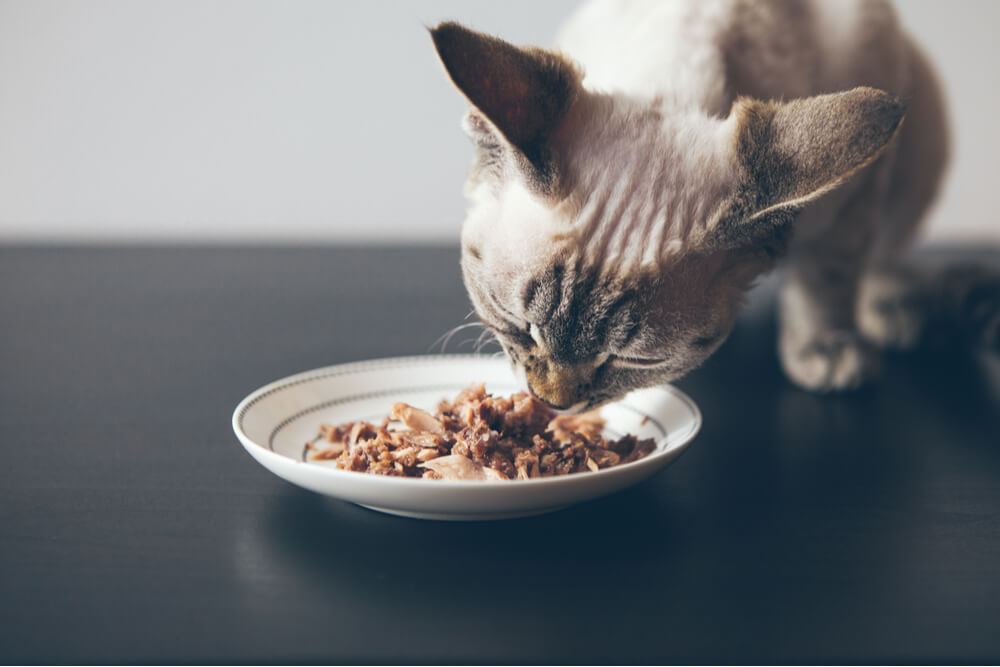 Uma imagem informativa que descreve uma variedade de opções de comida para gatos, incluindo ração seca e comida enlatada úmida.