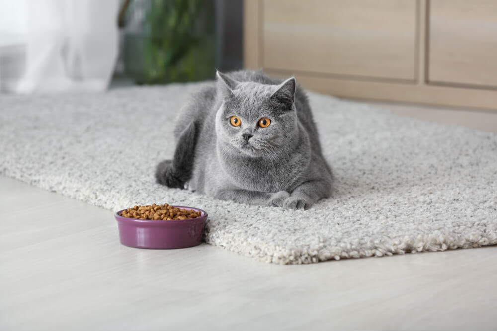 Uma imagem que retrata um dono de gato preocupado observando um gato se recusando a comer sua comida.