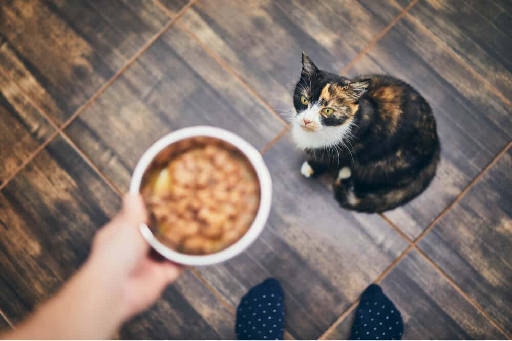 Uma imagem que mostra um dono de gato preocupado ao lado de uma tigela de ração para gatos que permanece intocada.