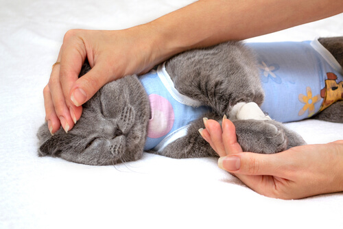 British Shorthair vestindo um macacão com as mãos de uma pessoa acariciando-o