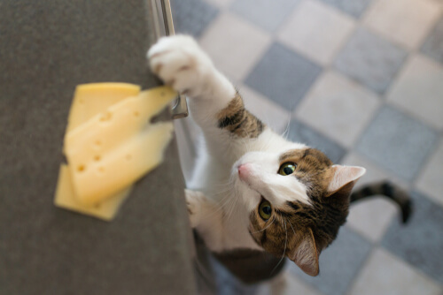 Imagem retratando um gato tentando roubar um pedaço de queijo