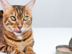 Exploring the question of whether cats can eat tuna, with a focus on feline dietary considerations.