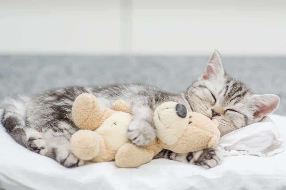 Um gato descansando com um brinquedo enquanto parece frio e busca calor.