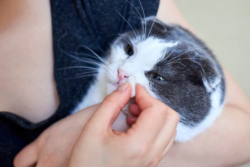 Gato resfriado, retratado limpando o nariz com a pata, apresentando sinais de doença e desconforto.