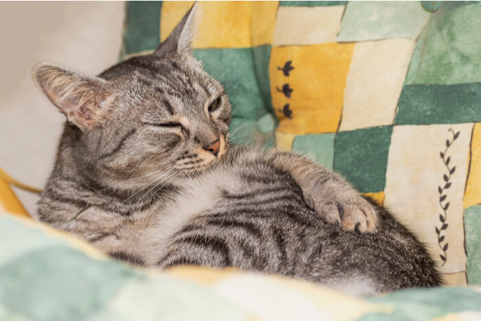 A imagem de um gato cuidando do pelo da barriga.