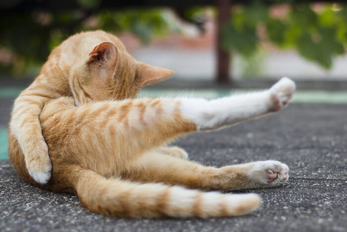 Gato atento lambendo diligentemente sua perna, exibindo seu comportamento meticuloso de higiene e rotina de autocuidado.