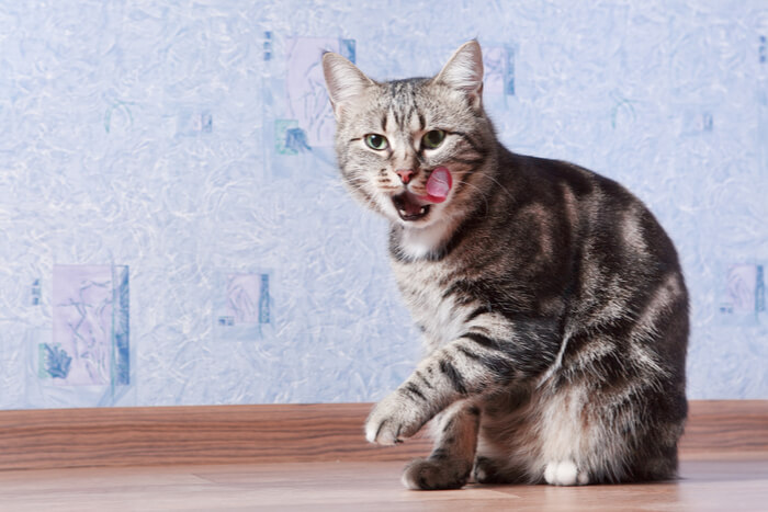 Recurso de gato puxando cabelo