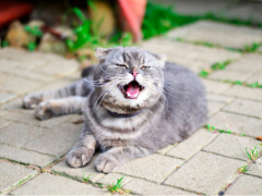 An image capturing a cat in the act of sneezing.