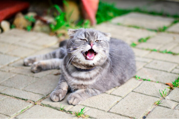 Por Que Meu Gato Está Espirrando: Causas e Tratamento - Cats.com