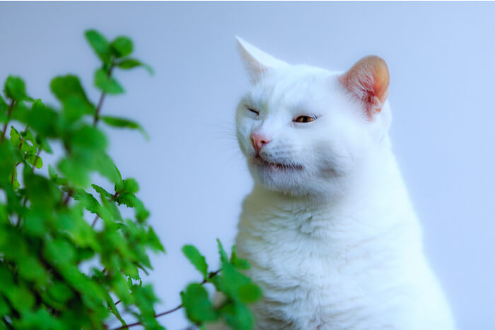 Gato branco espirrando ao lado de uma planta verde