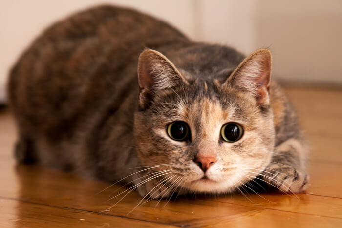 Um gato de olhos arregalados no meio de "zoomies", com uma expressão estimulante e ligeiramente selvagem enquanto corre com uma energia incontrolável.