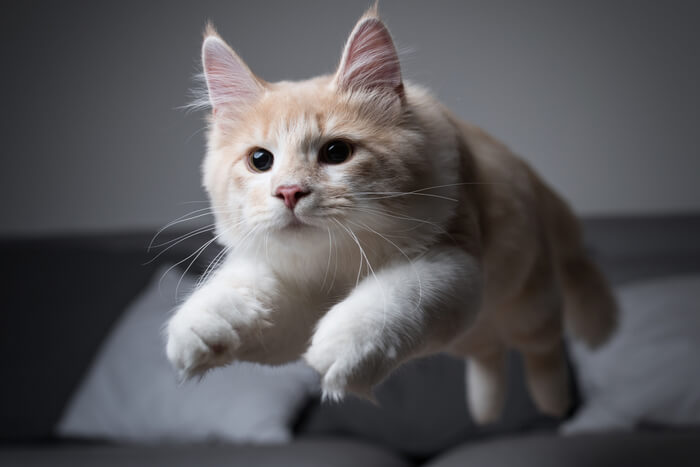 Um gato brincalhão correndo pela sala em uma explosão de energia, com o pelo inchado e a cauda arqueada, pego no emocionante ato de experimentar "zoomies".