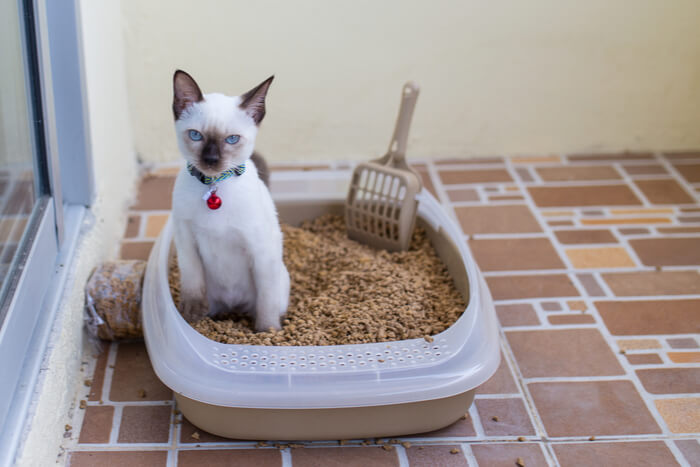 Gato dentro de uma caixa de areia.