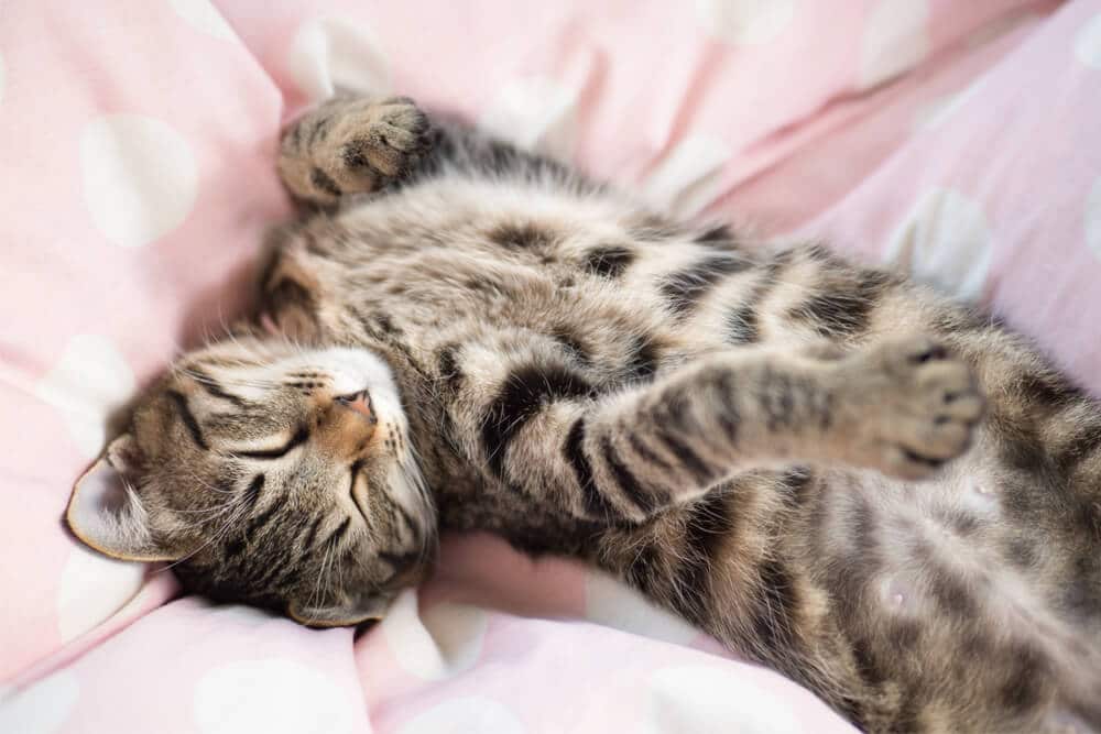 Gato dormindo de cabeça para baixo