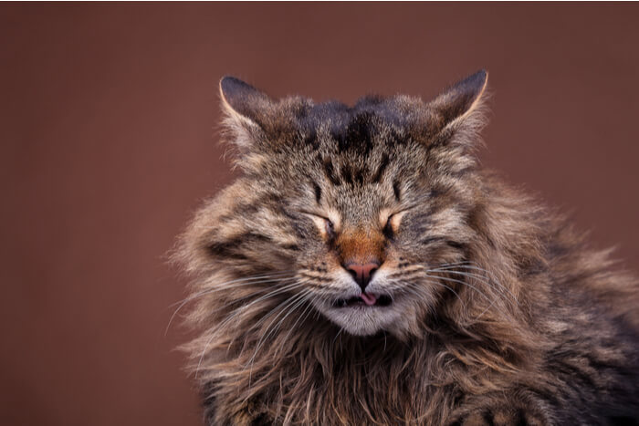 Uma imagem capturando um gato Maine Coon espirrando.