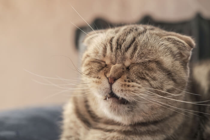 Uma imagem de um gato Scottish Fold pego no ato de espirrar.