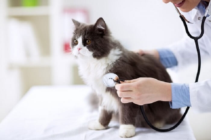 Check-up do gato no consultório do veterinário.