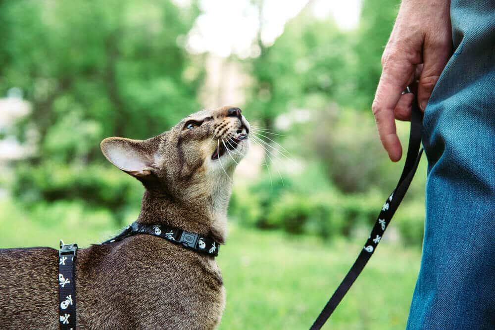 Como passear com um gato na coleira