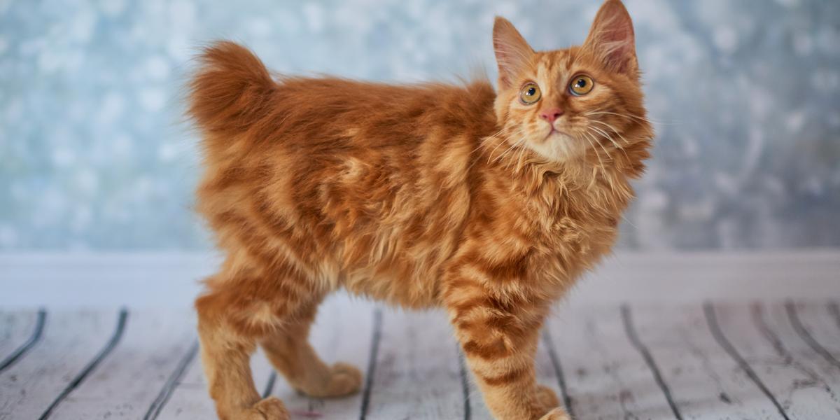 Gato Bobtail Americano