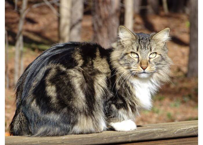 Gato Bobtail Americano na floresta