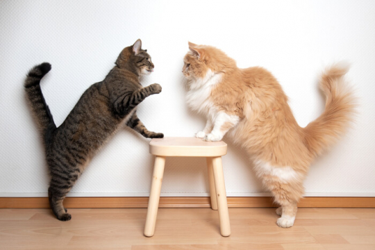 Meus Gatos estão Brincando ou Brigando?