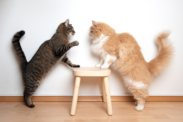 Meus gatos estão brigando ou brincando