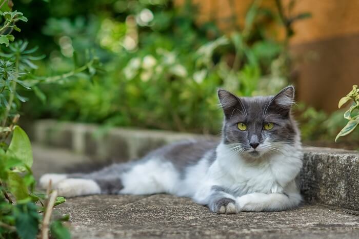 white and gray cat