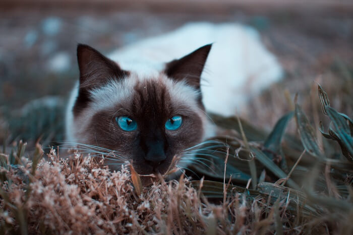 Balinês Cat Care