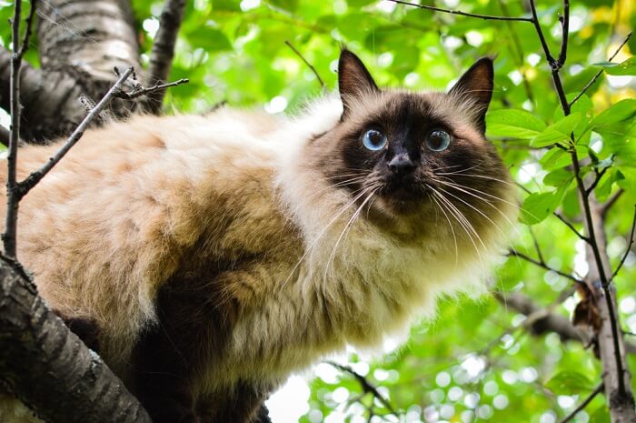 Balinês História do gato