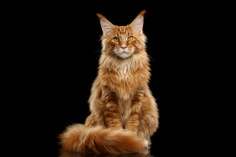 About the Maine-coon Cat